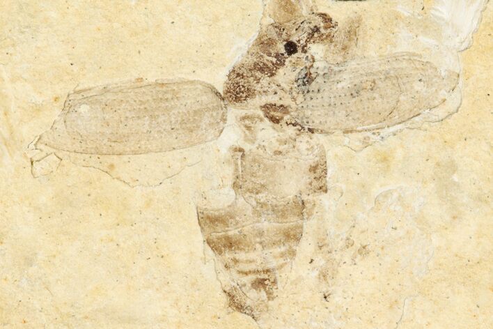 Fossil True Weevil (Curculionidae) Beetle - France #254567